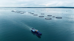 <b>广东港航集东海发集团首批金鲳鱼规模化捕捞成</b>